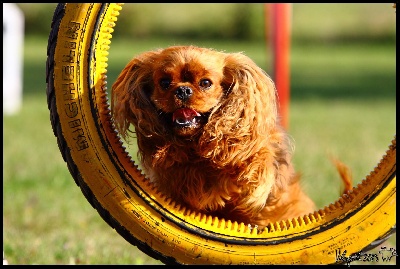 Des Pepites Du Mont Saint Loup - Enjoy à l' agility :)