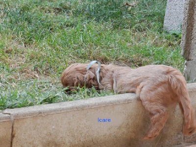 Des Pepites Du Mont Saint Loup - Icare