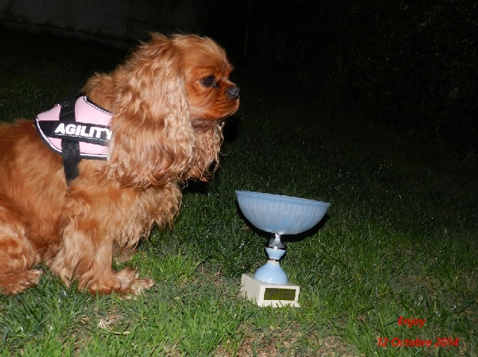 Des Pepites Du Mont Saint Loup - Agility Enjoy