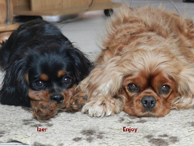 Des Pepites Du Mont Saint Loup - Izer et Tata Enjoy