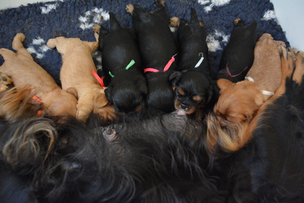 Des Pepites Du Mont Saint Loup - Bébés dispo 