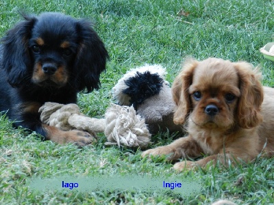Des Pepites Du Mont Saint Loup - Iago et Ingie