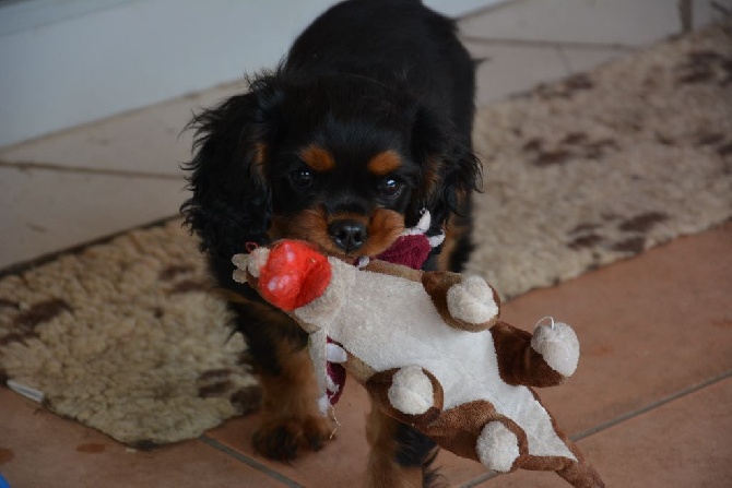 Des Pepites Du Mont Saint Loup - Little Charlie