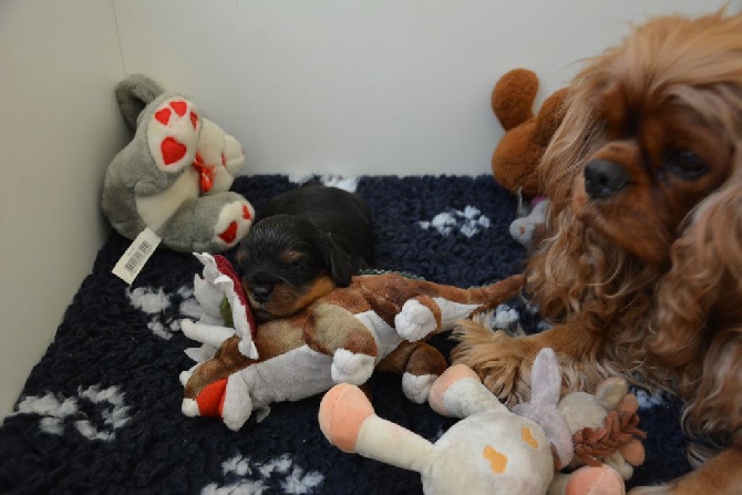 Des Pepites Du Mont Saint Loup - Little Charlie 17 jours