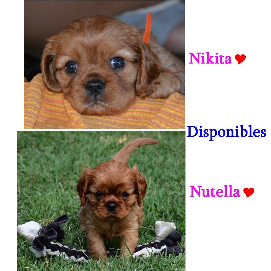 Des Pepites Du Mont Saint Loup - Nikita , Nutella 