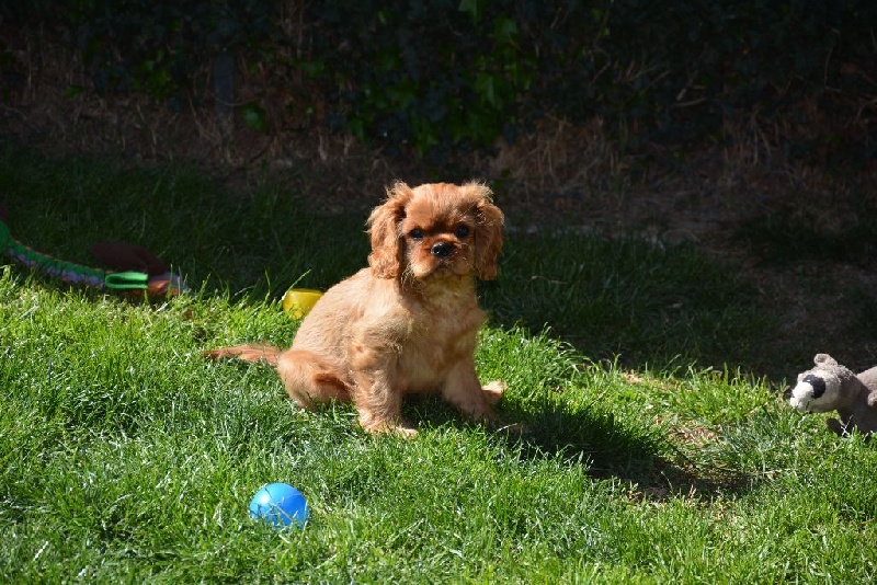 Des Pepites Du Mont Saint Loup - Cavalier King Charles Spaniel - Portée née le 17/01/2016