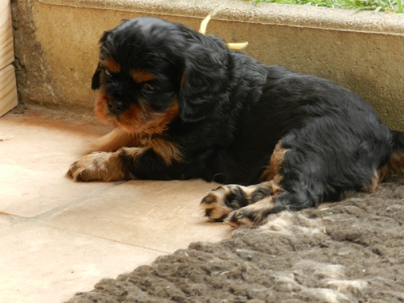 Des Pepites Du Mont Saint Loup - Cavalier King Charles Spaniel - Portée née le 06/06/2013